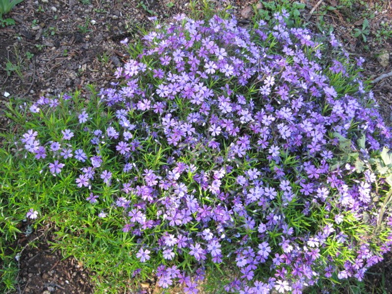 subulata purple beauty